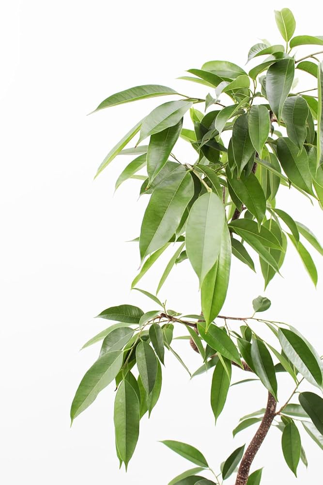 フィカス　アムステルダムキング　 曲がり ゴムの木　観葉植物　シンボルツリー フィカス アムステルダムキング 曲がり ゴムの木 観葉植物